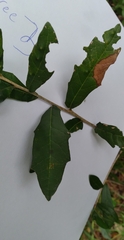 Belonocnema treatae