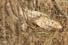 Varanus griseus griseus