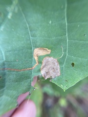 Ectoedemia platanella