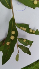 Belonocnema treatae