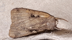 Xestia normanianus