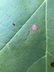 Ectoedemia platanella