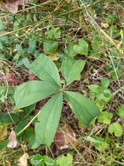 Potentilla alba
