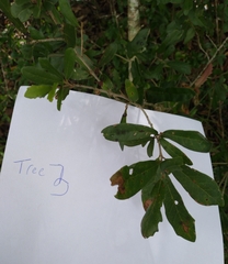 Belonocnema treatae