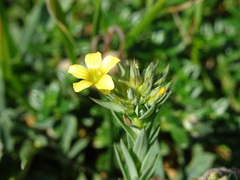 Linum strictum