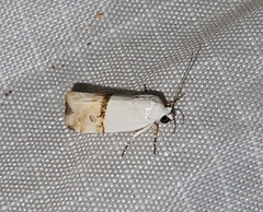 Ponometia elegantula