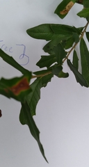 Belonocnema treatae