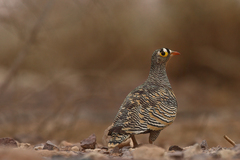 Pterocles lichtensteinii