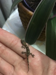 Hemidactylus mabouia