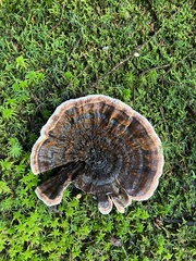 Hydnellum concrescens