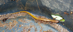 Eurycea wilderae