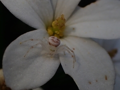 Zygometis xanthogaster