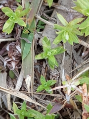 Chevreulia acuminata