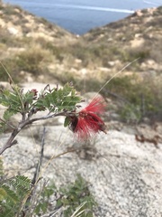 Calliandra peninsularis