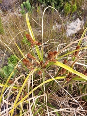 Cyperus thunbergii