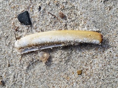 Ensis