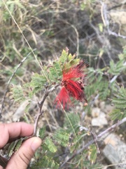 Calliandra peninsularis