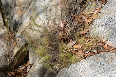 Polemoniaceae