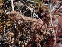Phrynosoma hernandesi