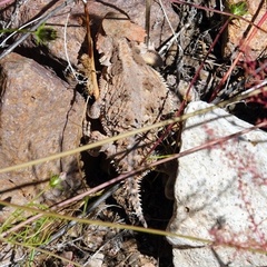 Phrynosoma hernandesi