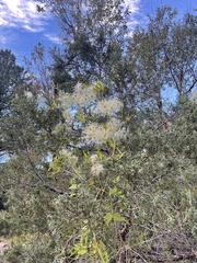 Clematis ligusticifolia