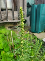 Artemisia biennis