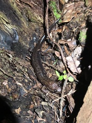Desmognathus ochrophaeus