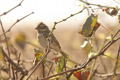 Emberiza rustica