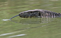 Varanus salvator macromaculatus