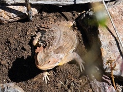 Phrynosoma hernandesi