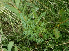 Selinum carvifolia