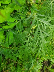 Artemisia biennis