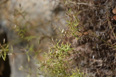 Polemoniaceae