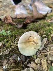 Russula fragilis