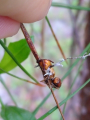 Ophiocordyceps camponoti-floridani