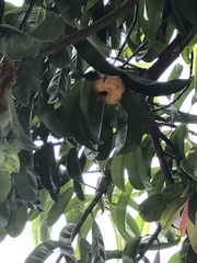 Garcinia atroviridis