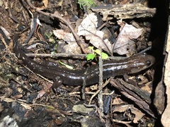 Desmognathus ochrophaeus