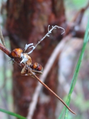 Ophiocordyceps camponoti-floridani
