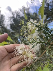 Clematis ligusticifolia