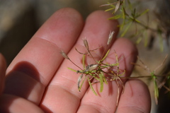 Polemoniaceae