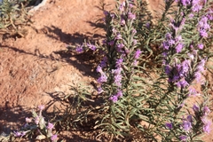 Liatris punctata