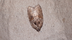 Acleris macdunnoughi