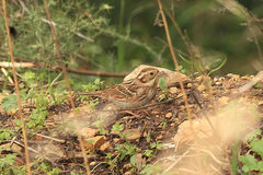 Emberiza rustica