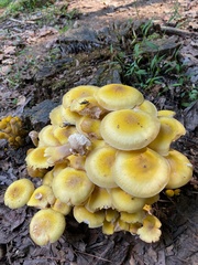 Armillaria