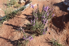 Liatris punctata