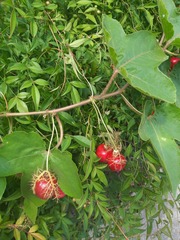 Passiflora ciliata