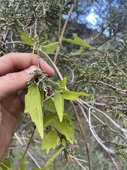 Clematis ligusticifolia