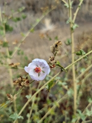 Malacothamnus fasciculatus