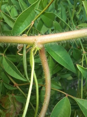 Passiflora ciliata