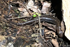 Desmognathus ochrophaeus
